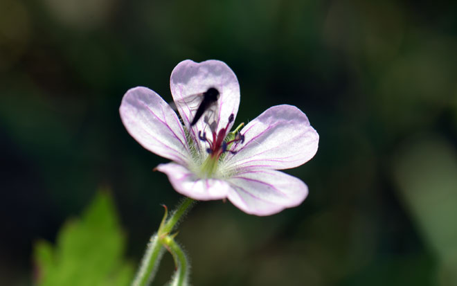Flower close-up; Geranium richardsonii Geranium richardsonii